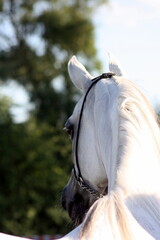 portret konia arabskiego