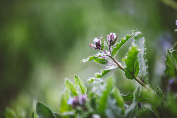 Nature background with beautiful wild purple flower