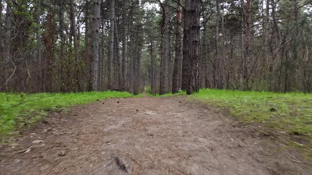 Walking in Spring Morning Forest. Trail Between Tall Pine Trees.