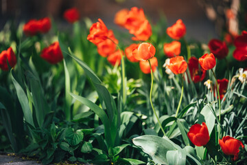 Garden background with blooming red tulips