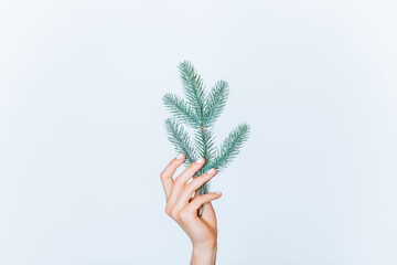 Woman hand holding branch of christmas tree