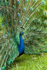 Nature - A beautiful male peacock with an open tail.