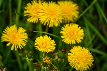 Yellow dandelion flowers on the spring meadow