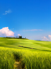 art beautiful springtime rural landscape. wheat spring field and blue sky horizon