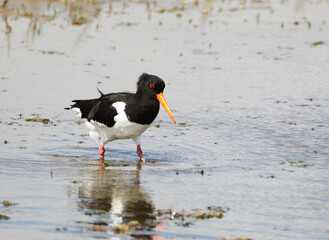 An Oystercatcher (Haematopus ostralegus) searching for Food, Peninsula Nordstrand, Germany, Europe