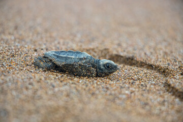 Baby turtle going to the sea