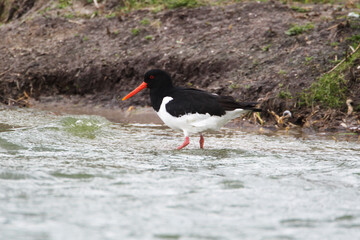 An Oystercatcher (Haematopus ostralegus) searching for Food, Peninsula Nordstrand, Germany, Europe