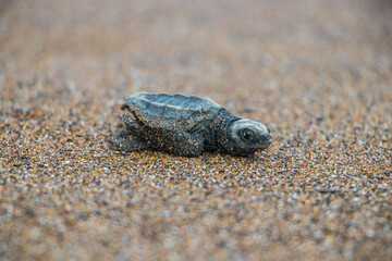 Baby turtle going to the sea