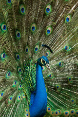 Fototapeta na wymiar Nature - A beautiful male peacock with an open tail.