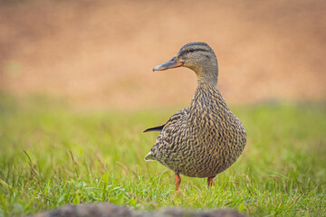 Mallards