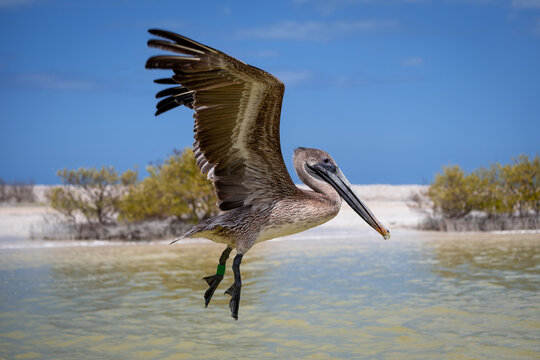 Detail photo of a pelican in flight. Landing Pelican. Close up of a pelican. 