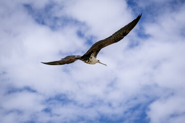 Flying seagull. Bird in the sky.