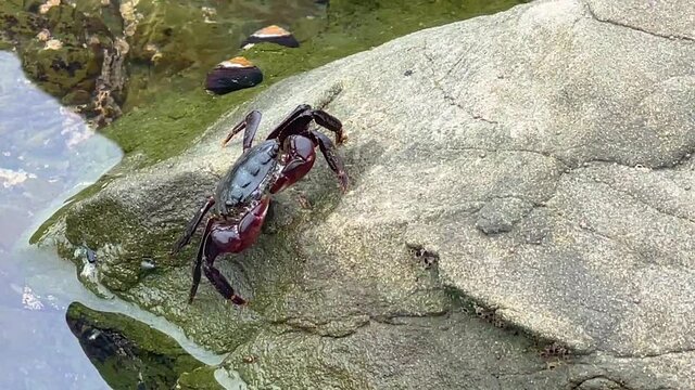 Baby crab sitting on a rock and waving its claws