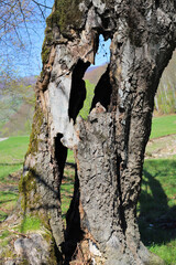 a tree trunk with holes hollows