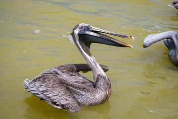 Single pelican in muddy water. Brown pelican floating in water. 