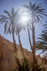 Date palm trees against blue sky with white sun