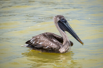 Single pelican in muddy water. Brown pelican floating in water. 