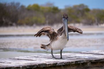 Pelican on a wooden pier. Resting Pelican. Close up of a bird. Close up of a Pelican. 
