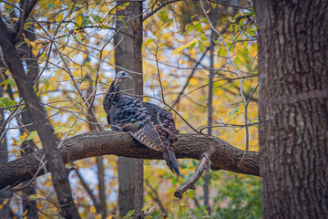 relaxing hen turkey