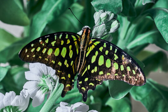 Swallowtail. Butterfly on a leaf. Close-up high quality photo shoot.