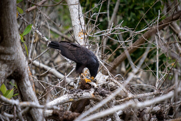 Black hawk eating a fish on a branch. Hungry hawk. 