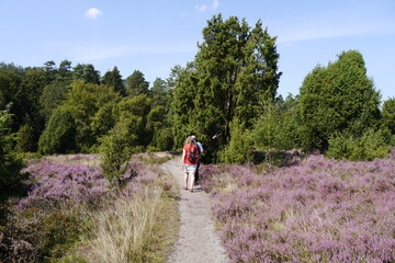 Blühende Lüneburger Heide mit Wanderer