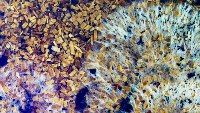 Growth of Mushroom mycelium in sawdust substrate. Time lapse