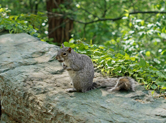 Western gray squirrel (Sciurus griseus), arboreal rodent, in park. New York City