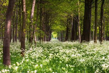 Obraz premium Blütenallee 