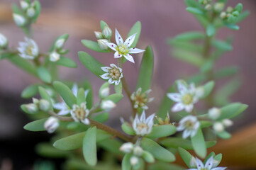 Sedum hispanicum Spanish stonecrop small white flowering plant, tiny flowers in bloom