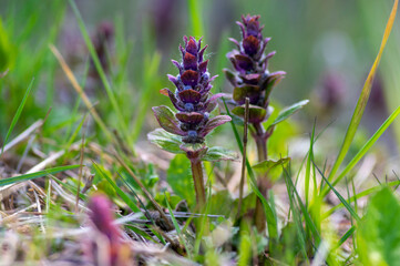Ajuga reptans blue bugle flowering sprintime plants, group of bugleweed flowers in bloom