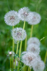 Obraz premium Common dandelion Taraxacum officinale faded flowers looks like snow ball, ripe cypselae fruits