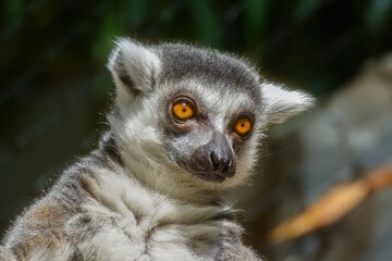 ring lemur
