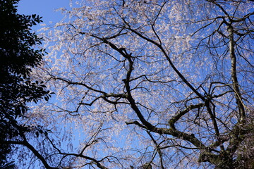Yoshinoyama sakura cherry blossom at Mikumari-jinja shrine. Mount Yoshino in Nara Prefecture, Japan's most famous cherry blossom viewing spot - 日本 奈良 水分神社のしだれ桜