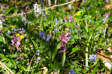 Spring forest meadow with blooming Corydalis cava