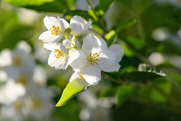 Blooming jasmine flower. Spring and summer background