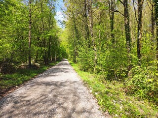 Fototapeta na wymiar Gravel path through forest during spring