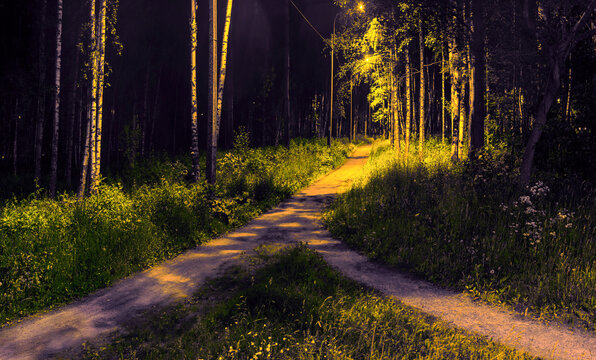 Two Paths Among Grass And Trees Merged Into One. Night View In The Park With Electric Lighting Of Lanterns.