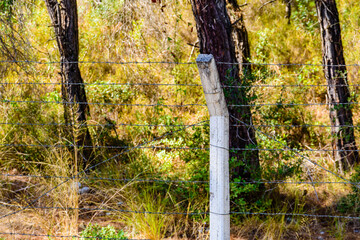 Rusty barbed wire fence in forest