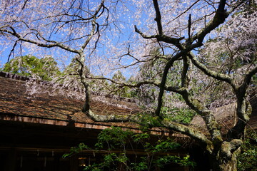 Yoshinoyama Sakura cherry blossom at Mikumari-jinja shrine. Mount Yoshino in Nara, Japan's most famous cherry blossom viewing spot - 日本 奈良 水分神社 しだれ桜