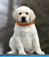 yellow labrador puppy on the blue