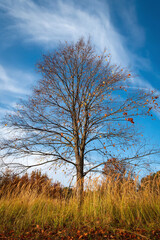 A tree without leaves against a blue sky with clouds on a sunny autumn day.