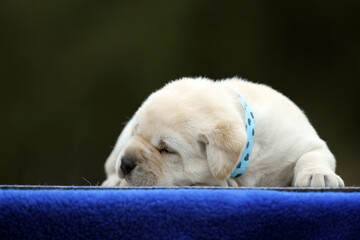 sweet yellow labrador puppy on the blue