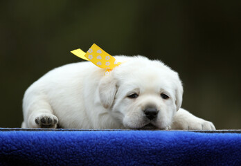 a sweet yellow labrador puppy on the blue