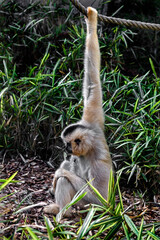 Red-cheeked gibbon in its enclosure. Latin name - Nomascus gabriellae	