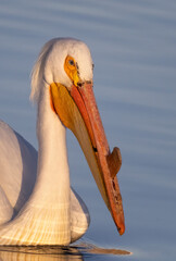 Pelican Portrait