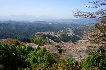 Yoshinoyama sakura cherry blossom during spring. Mount Yoshino in Nara Prefecture, Japan's most...