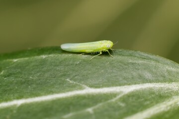 insect Empoasca vitis pidikřísek on a leaf