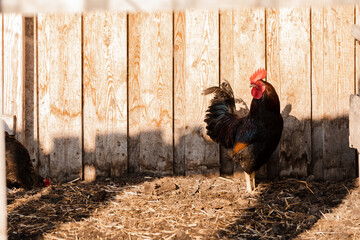 Portrait of golden phoenix cock with group of domestic hens feeding on the farm. Chickens with...