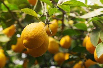 Green trees with ripe yellow lemons